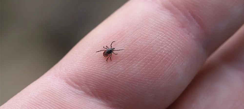 Uzmanlardan Kene Uyarısı: Yanlış Müdahale Hayati Risk Oluşturabilir