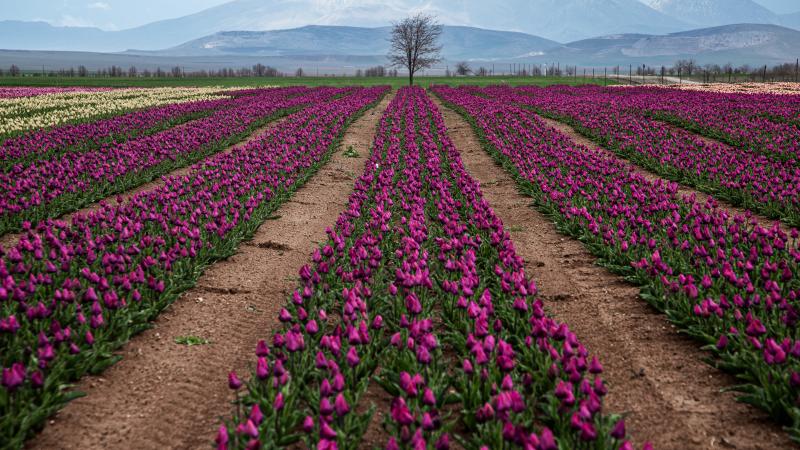 Türk Süs Bitkileri Sektörü Büyümeye Devam Ediyor