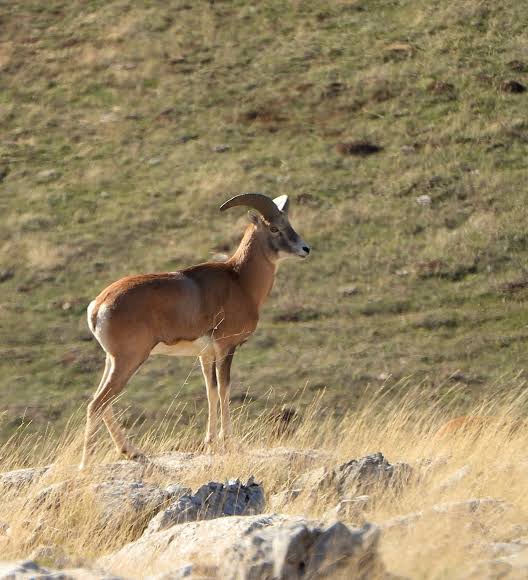 Kervansaray Dağları’nda Anadolu Yaban Koyunları Görüntülendi