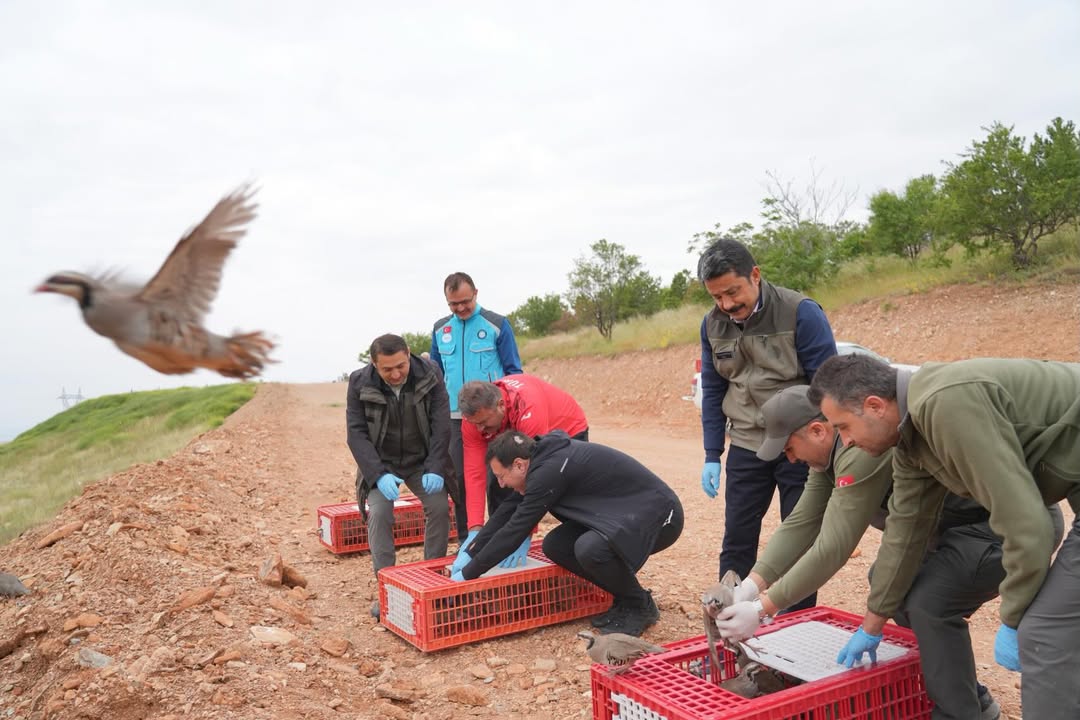 Kırşehir’de Doğal Mücadele İçin 900 Kınalı Keklik Salındı
