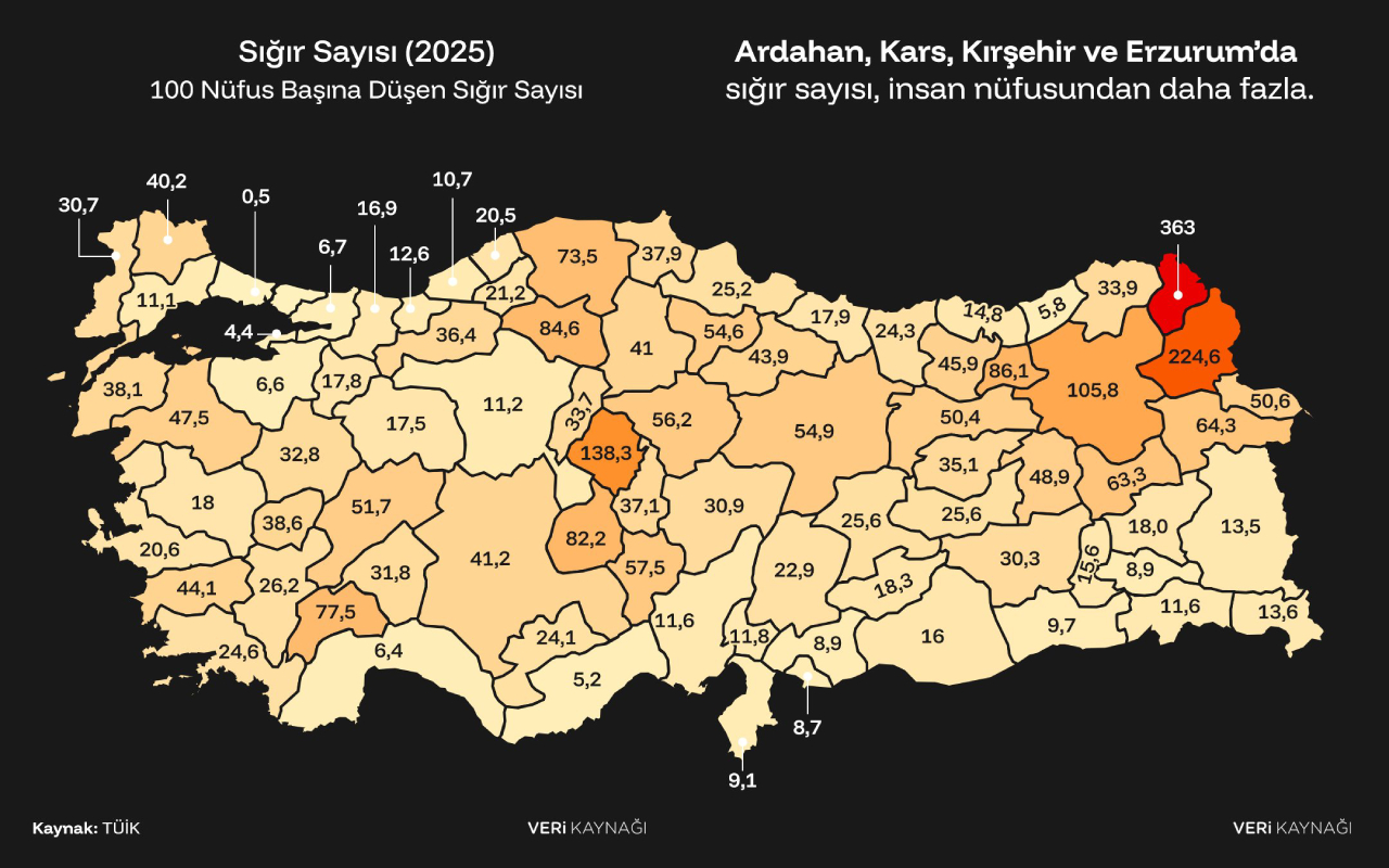 TÜİK Raporu Açıkladı: Kırşehir Büyükbaş Hayvancılıkta Türkiye'nin Zirvesine Oynuyor