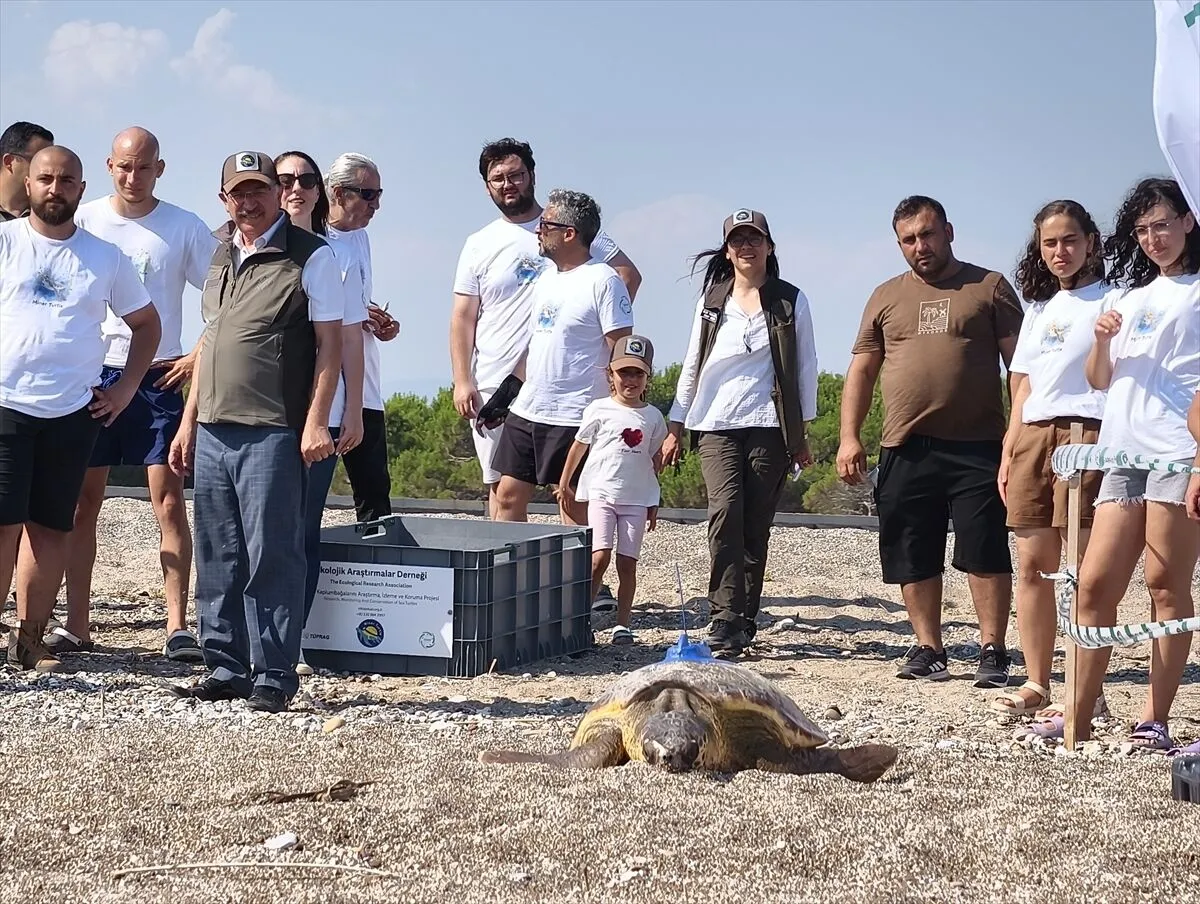"İnci" ve "Mercan" Mavi Sulara Döndü! Antalya'da İki Caretta Caretta Uydu Cihazıyla Denize Bırakıldı