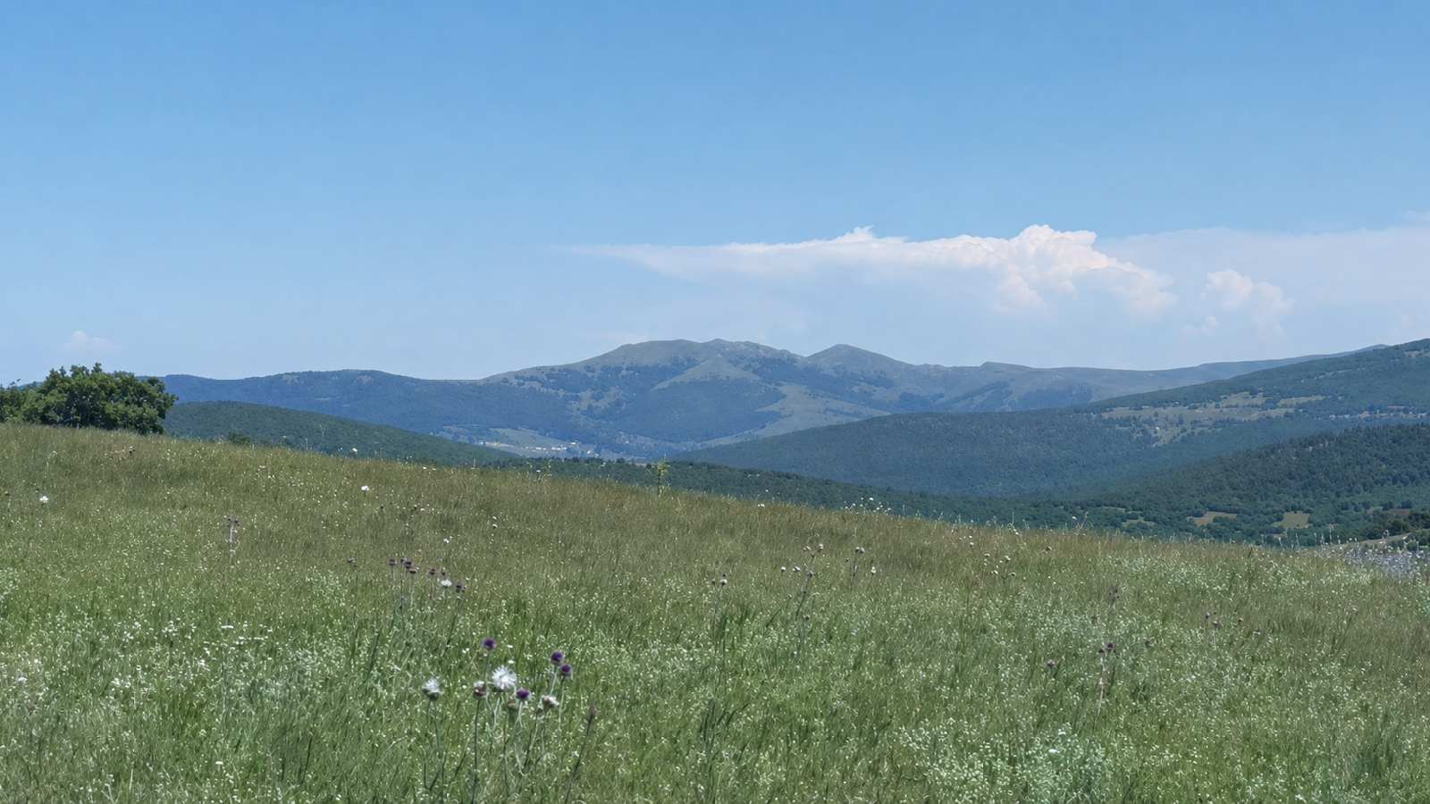 Kırşehir’in Akciğerlerine Maden Vizesi: Akçakent Meşe Ormanlarına "ÇED Olumlu" Kararı!