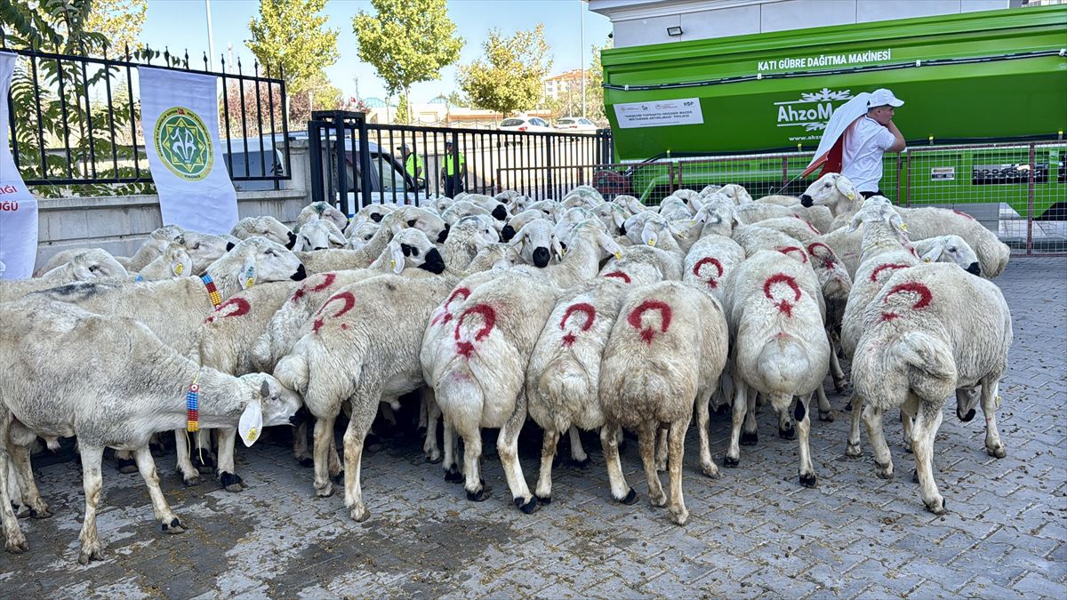Kırşehir’de Hayvancılığa Dev Hibe Desteği: 100 Damızlık Koç ve 400 Yemlik Suluk Dağıtıldı